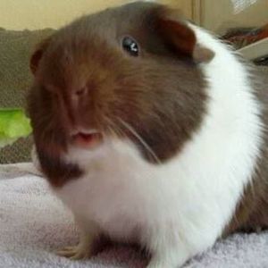 Meet your Posher, Rose